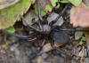 Gnaphosa sp.